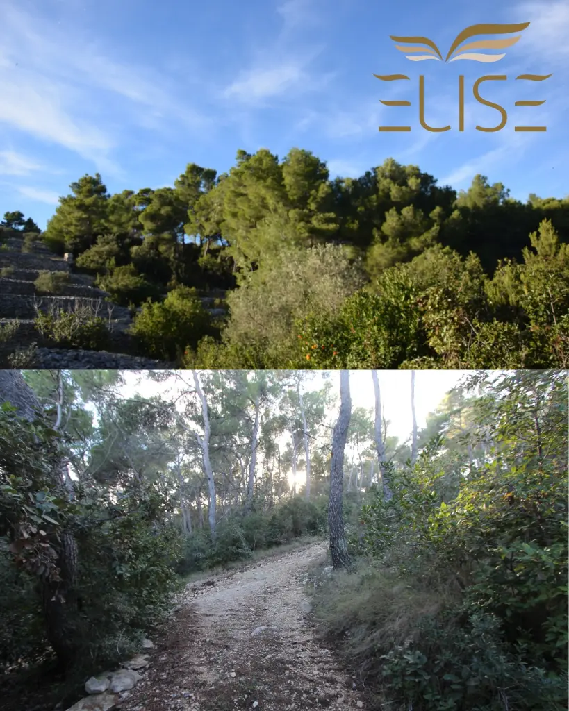 vela luka north coast amazing nature beach