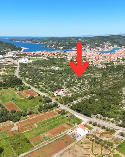SCENIC OLIVE GROVE NEAR VELA LUKA