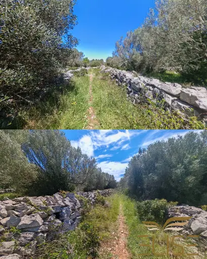 SCENIC OLIVE GROVE NEAR VELA LUKA