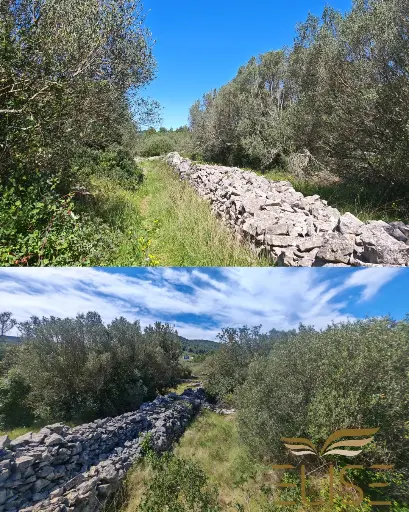 SCENIC OLIVE GROVE NEAR VELA LUKA