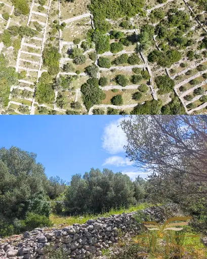 SCENIC OLIVE GROVE NEAR VELA LUKA