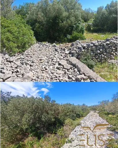 SCENIC OLIVE GROVE NEAR VELA LUKA
