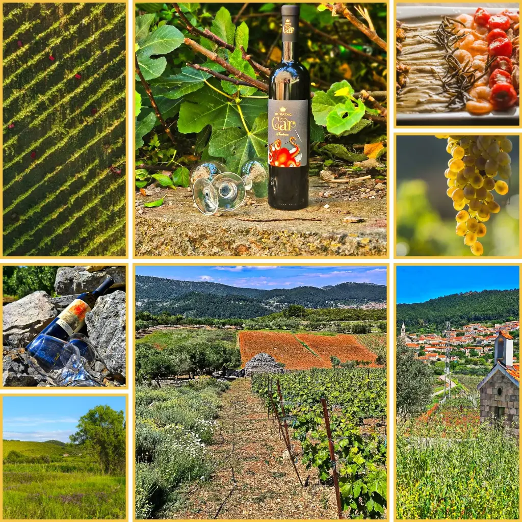 Korčula Wine Core: A Premium Experience in Smokvica & Čara + coastal dinner