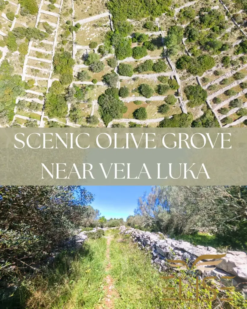 SCENIC OLIVE GROVE NEAR VELA LUKA