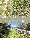 SCENIC OLIVE GROVE NEAR VELA LUKA